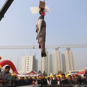 鄭州現(xiàn)“百魚(yú)宴” 起重機(jī)吊起161斤魚(yú)王下鍋